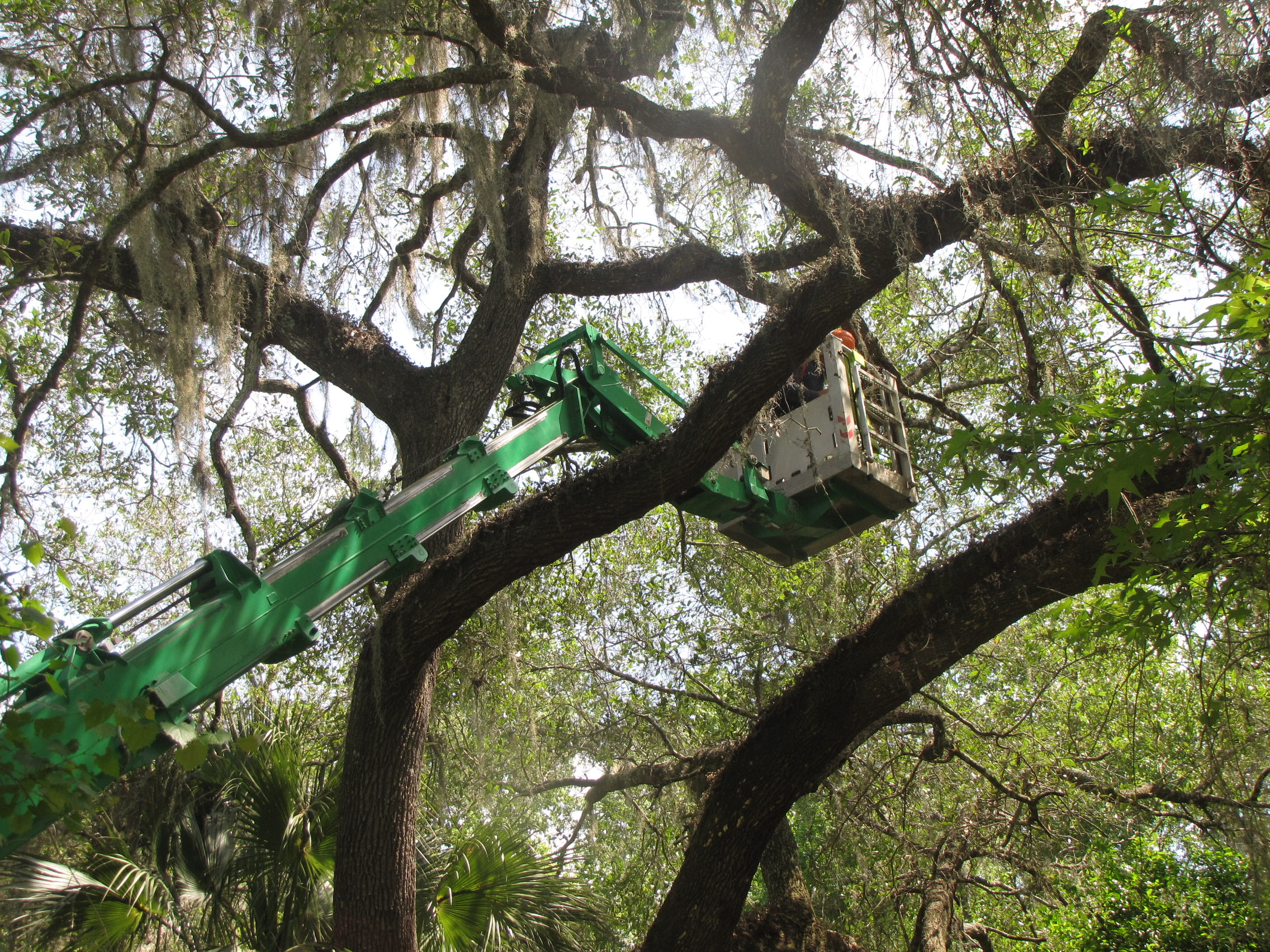 Aerial lift platform elevated into the dense canopy of a live oak tree for professional pruning service
