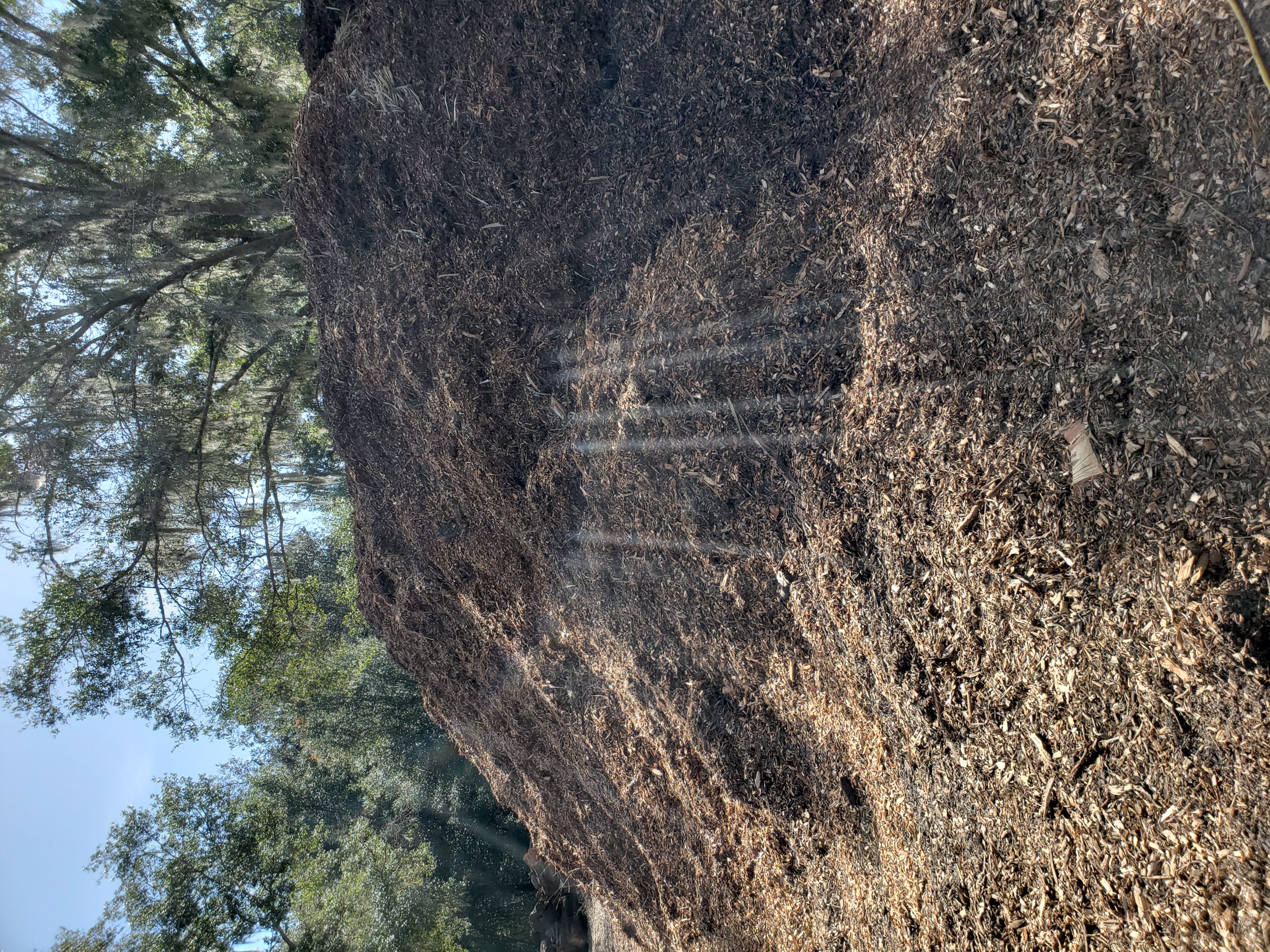 Large pile of fresh wood chip mulch produced from tree service work, available for delivery in the Gainesville area